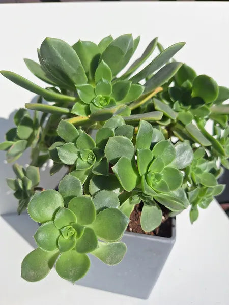Aeoinium Haworthii