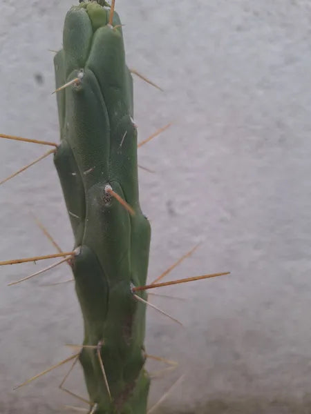 Austrocylindropuntia Subulata