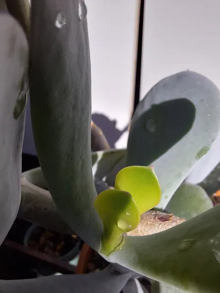 Cotyledon Orbiculata