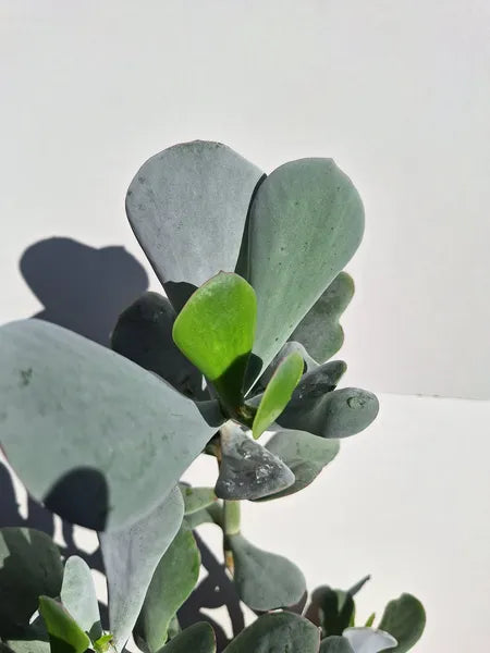 Cotyledon Orbiculata