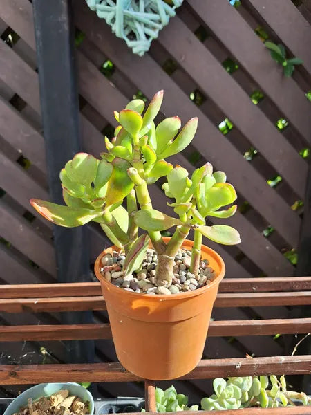 Crassula Ovata