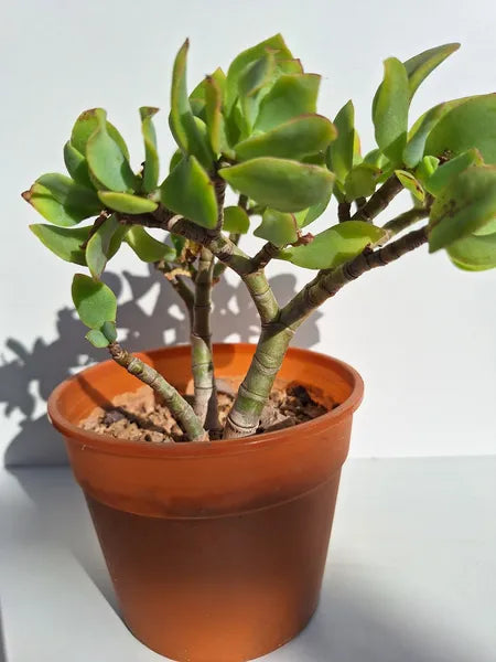 Crassula Ovata Undulata
