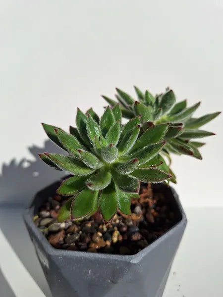 Echeveria Setosa