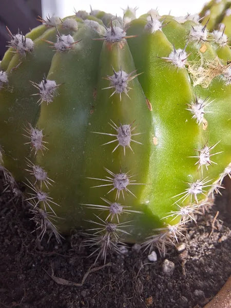 Echinopsis Tubarico