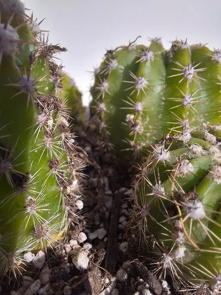 Echinopsis Tubarico