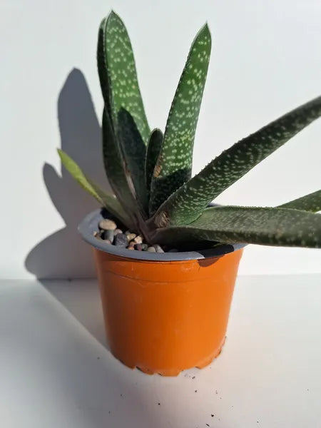 Gasteria Verrucosa