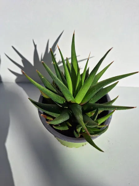 Haworthia Kingiana