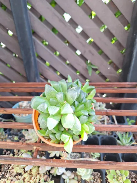 Haworthia Retusa