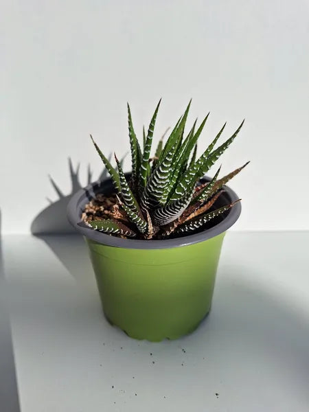 Haworthiopsis
