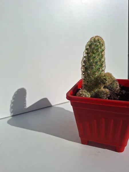 Mammillaria Elongata