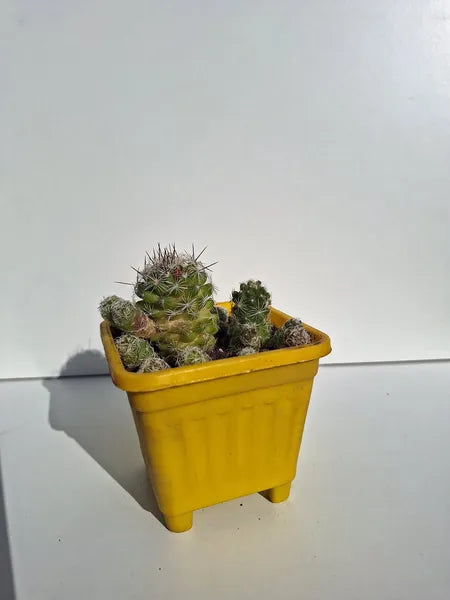 Mammillaria Gracilis