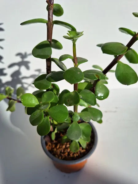 Portulacaria afra