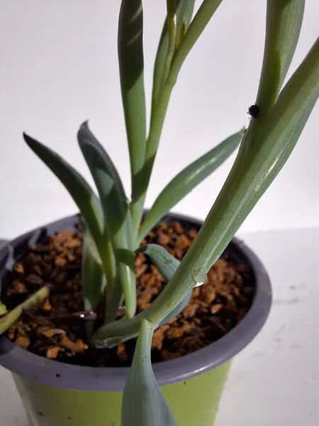 Senecio Radicans