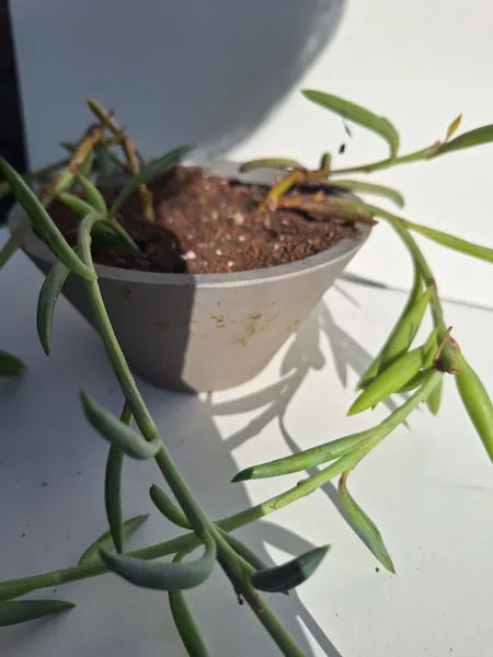Senecio Radicans
