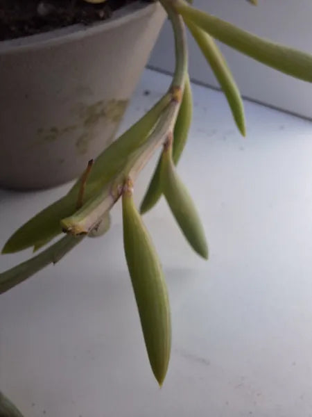 Senecio Radicans