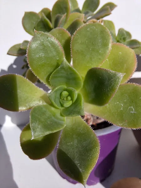 Aeoinium Haworthii