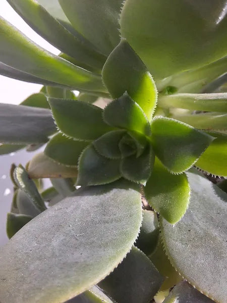 Aeoinium Haworthii