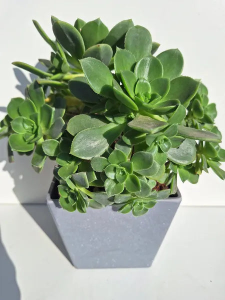 Aeoinium Haworthii