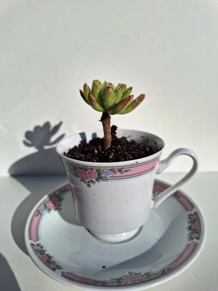 Aeonium Haworthii Taza