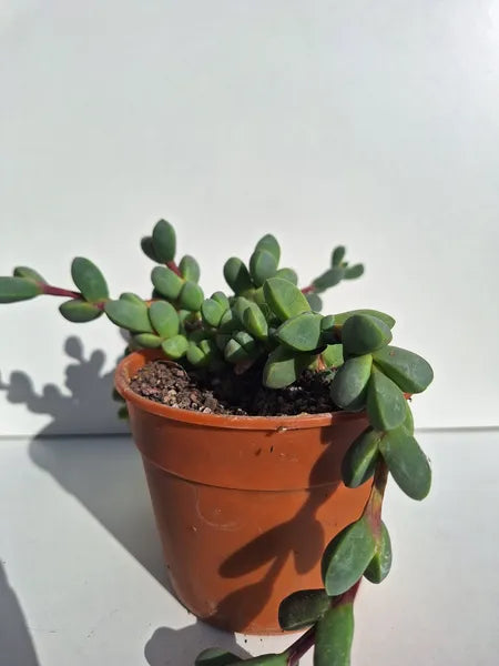 Astridia Velutina