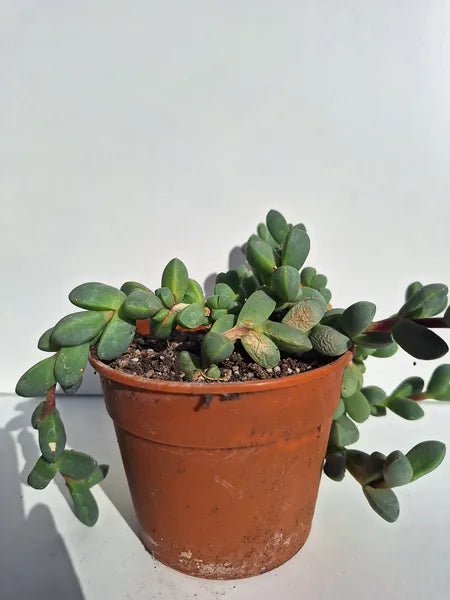 Astridia Velutina