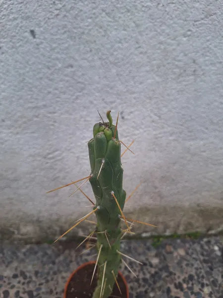 Austrocylindropuntia Subulata