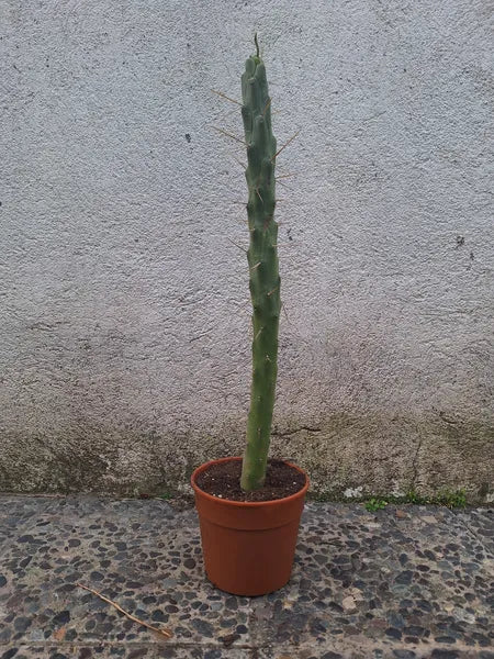 Austrocylindropuntia Subulata