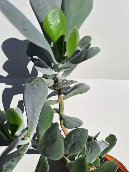 Cotyledon Orbiculata