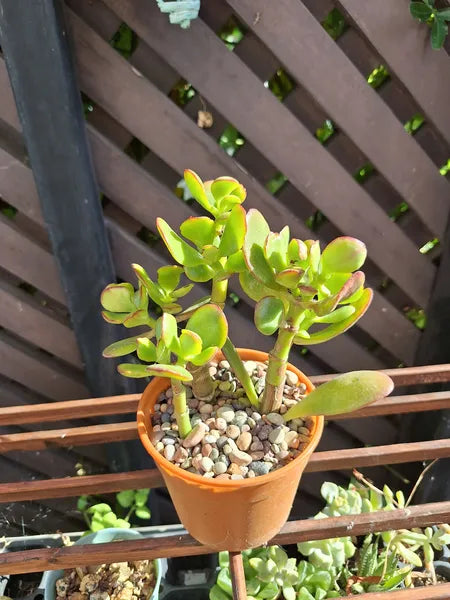 Crassula Ovata