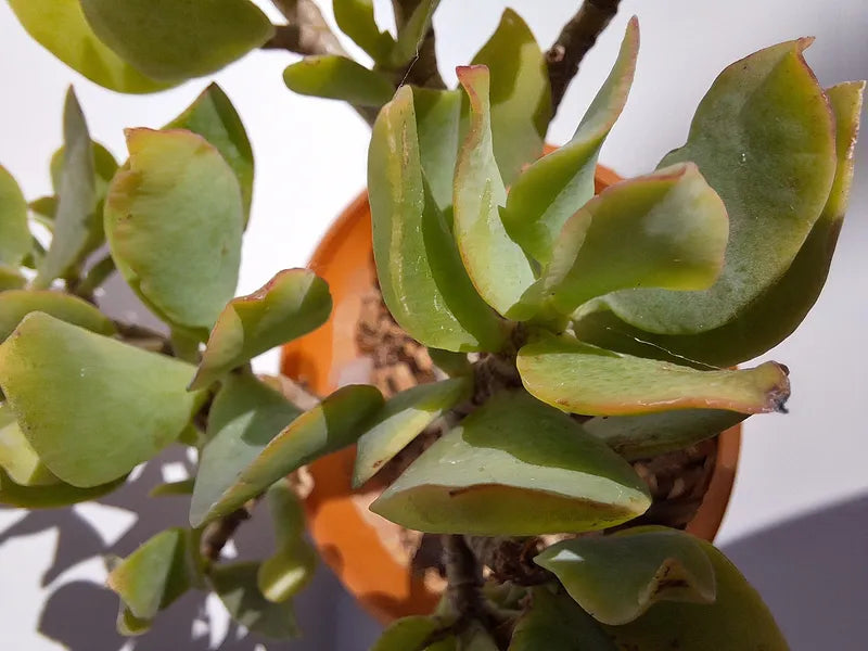 Crassula Ovata Undulata