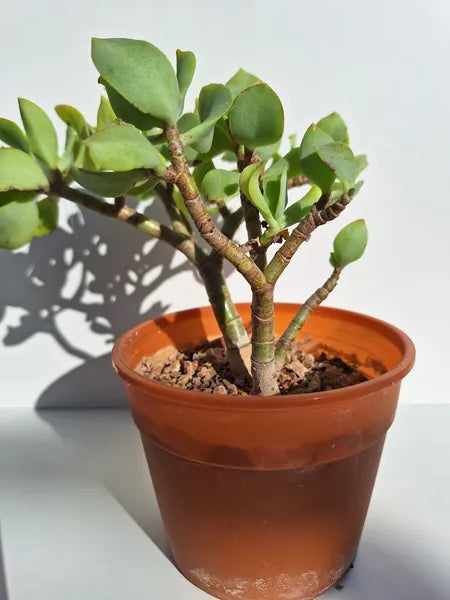 Crassula Ovata Undulata