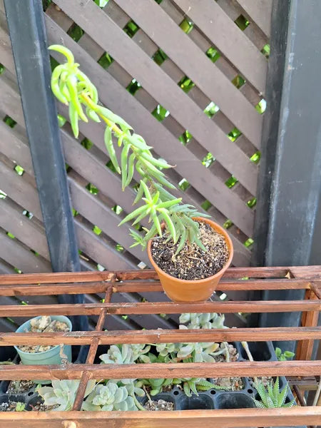 Crassula Tetragona