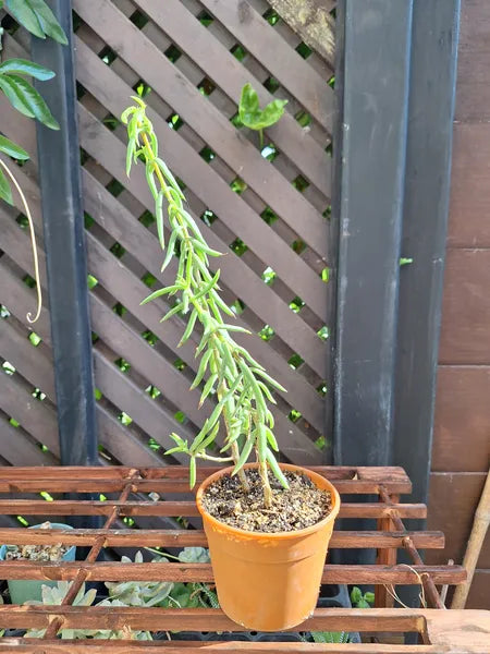 Crassula Tetragona