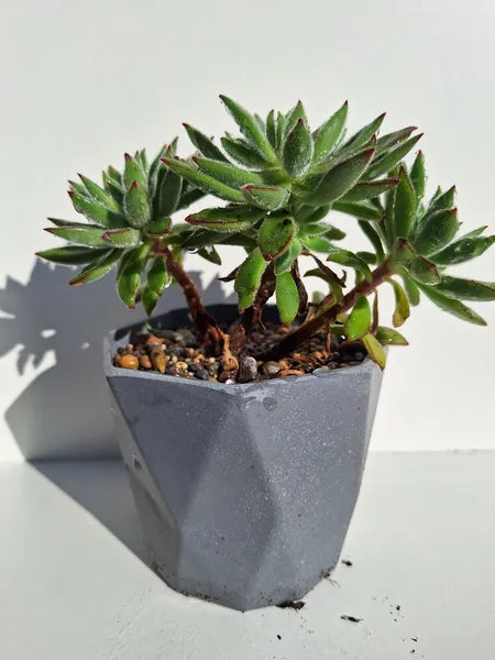 Echeveria Setosa
