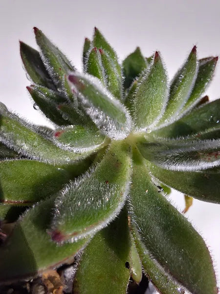 Echeveria Setosa
