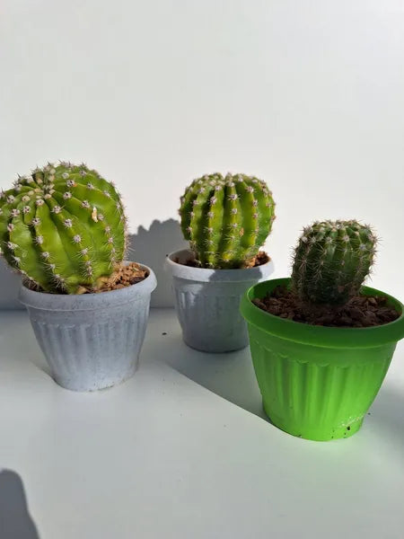 Echinopsis Tubarico