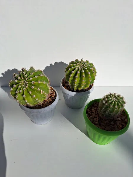 Echinopsis Tubarico