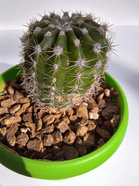 Echinopsis Tubarico
