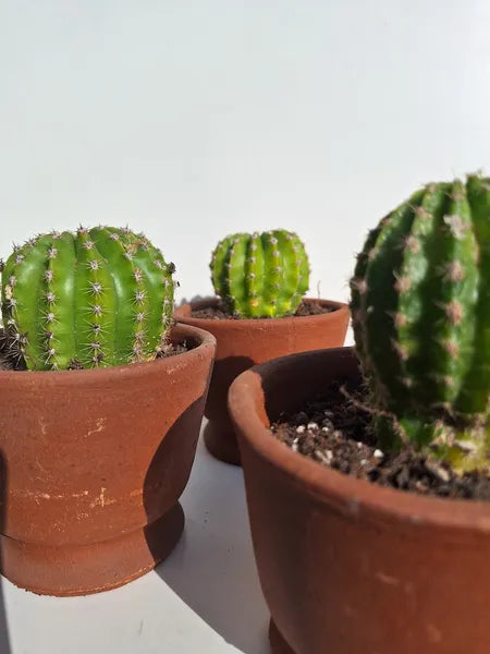 Echinopsis Tubarico