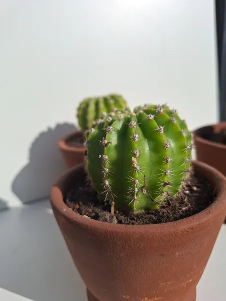 Echinopsis Tubarico