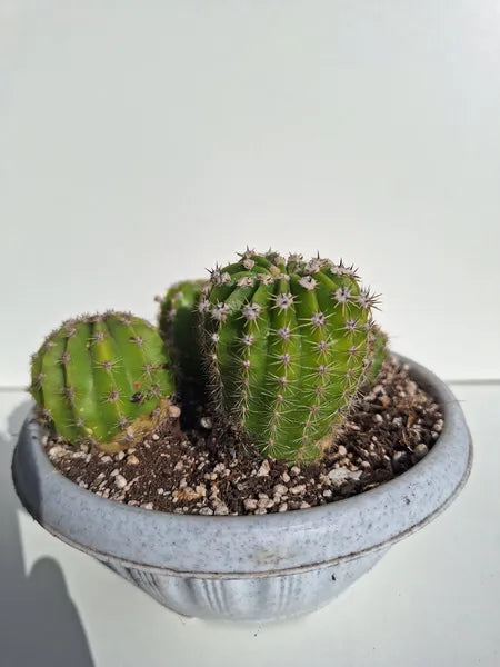 Echinopsis Tubarico