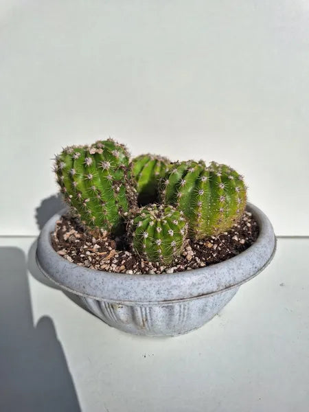 Echinopsis Tubarico