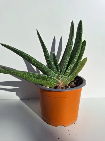 Gasteria Verrucosa