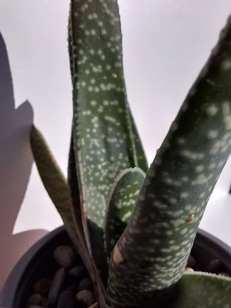 Gasteria Verrucosa