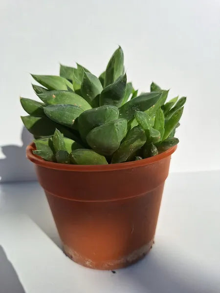 Haworthia Cuspidata