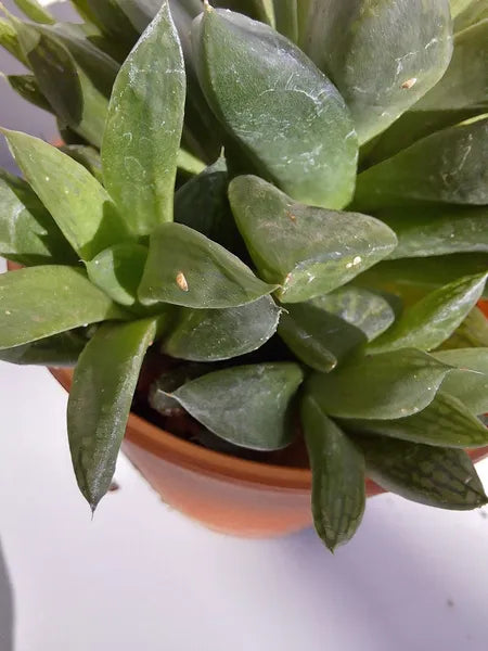 Haworthia Cuspidata