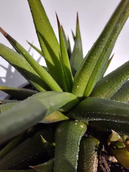 Haworthia Kingiana