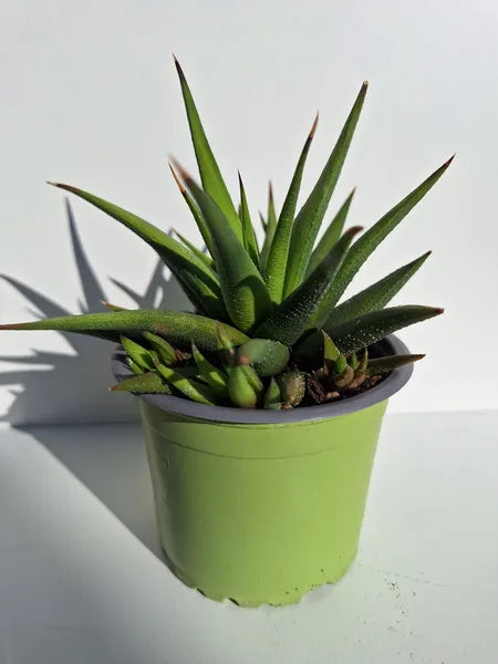 Haworthia Kingiana
