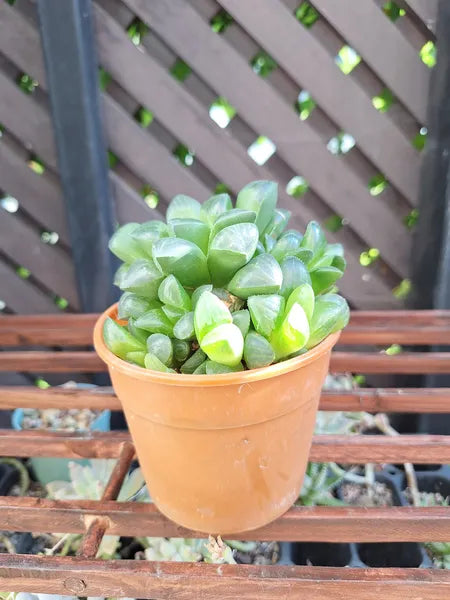 Haworthia Retusa