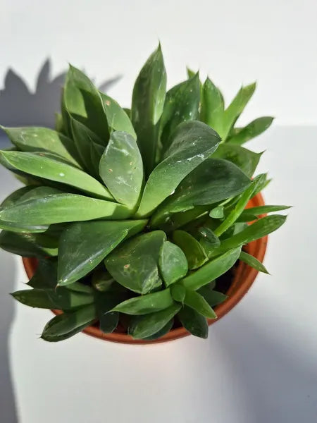 Haworthia Cuspidata